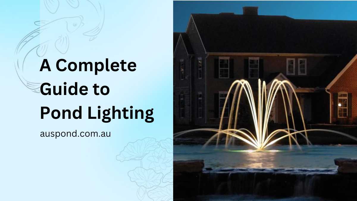 A Complete Guide to Pond Lighting