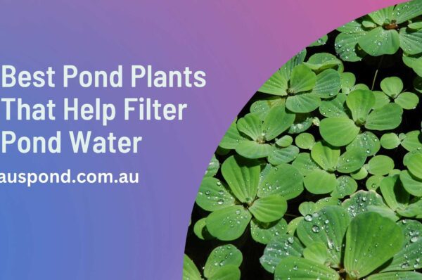 Best Pond Plants That Help Filter Pond Water