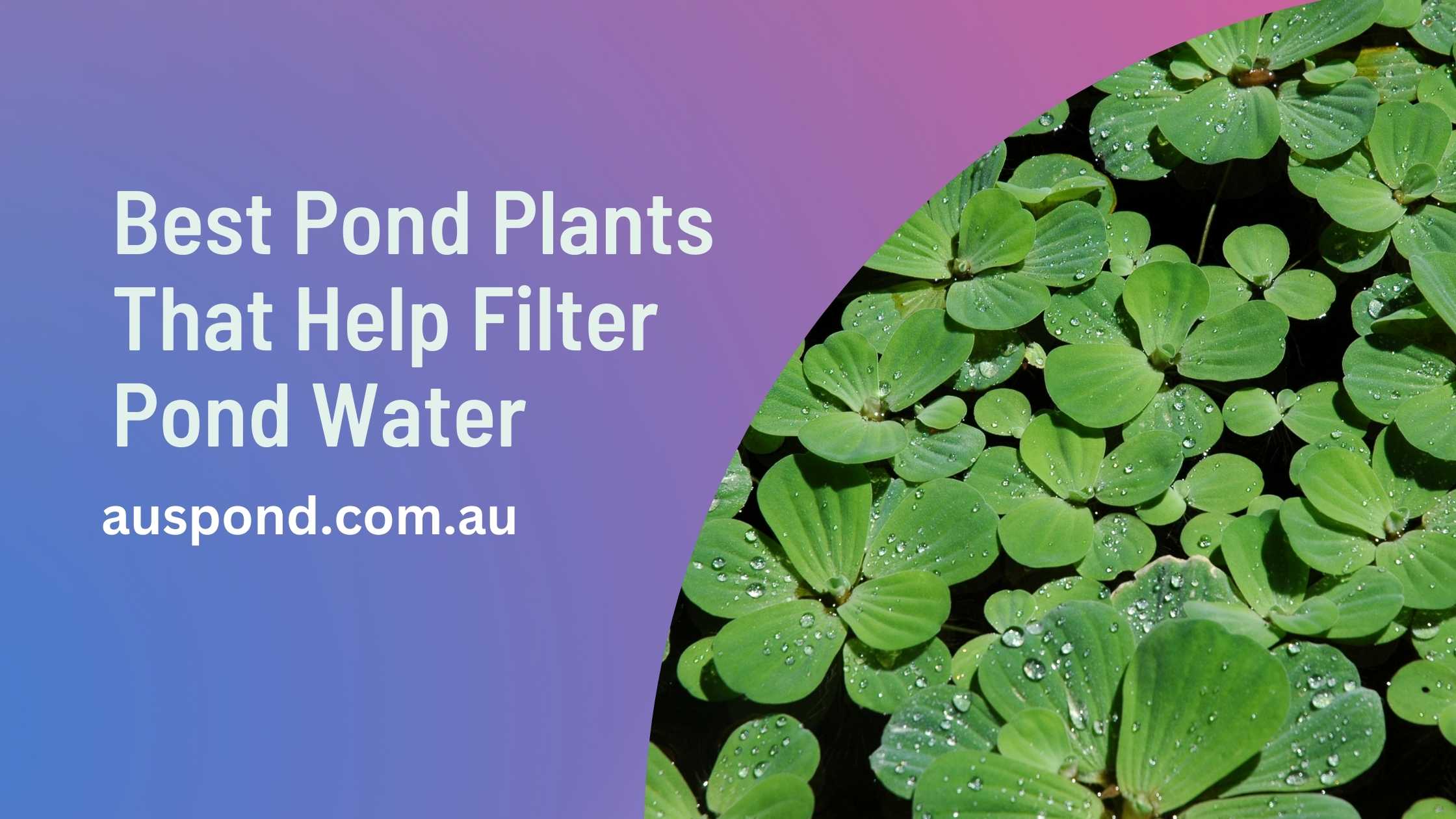 Best Pond Plants That Help Filter Pond Water